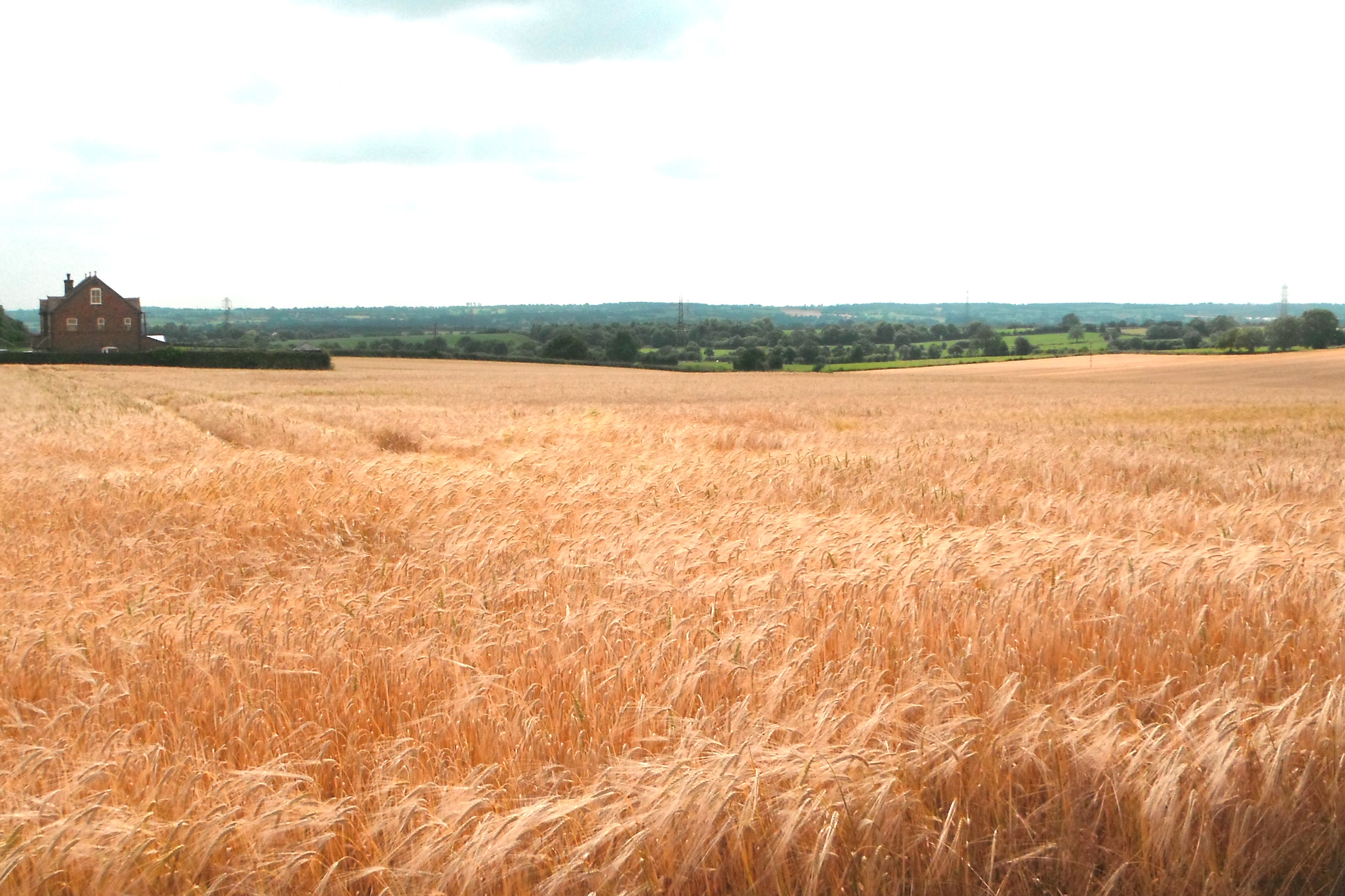 west-european-wheat-threatened-by-late-rains-eubulletin-com